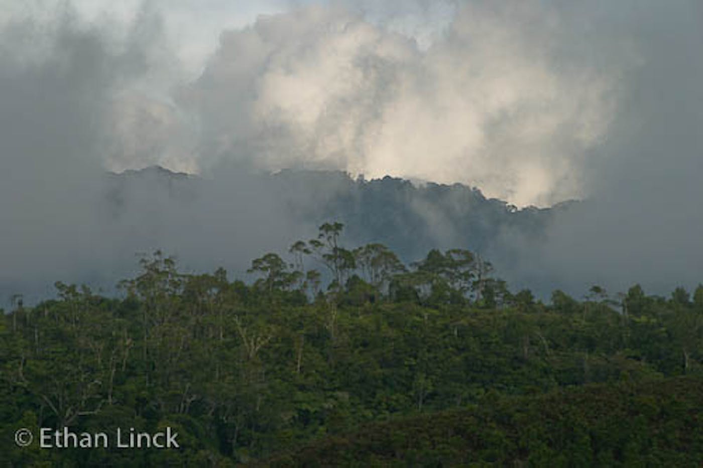 Papua New Guinea Flora & Fauna: Mackay, Roy D